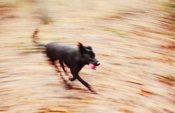 Motion blurred running dog in autumnal park. — Stock Photo, Image