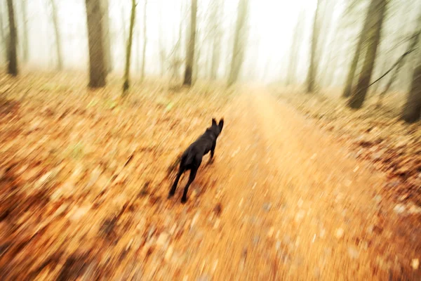 動きぼやけ紅葉の森で走っている犬. — ストック写真