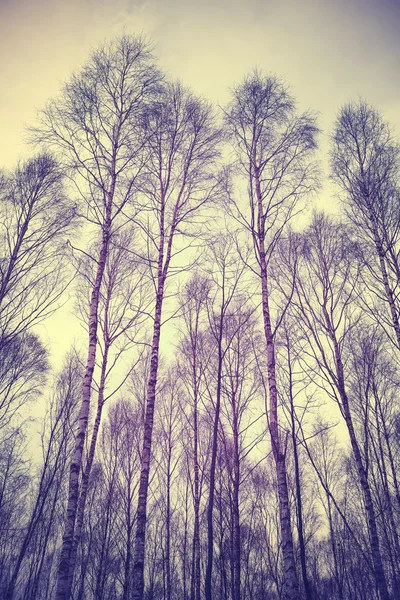 Tittar upp genom träden, filtreras retro bakgrund. — Stockfoto