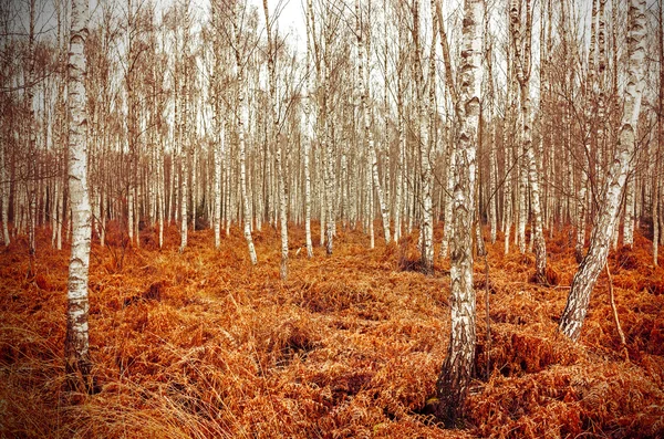 Retro-Stil Bild von Herbst-Birkenhain mit rotem Farn. — Stockfoto