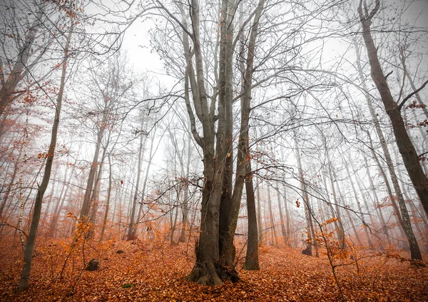 Misterioso bosque otoñal en un día de niebla . —  Fotos de Stock