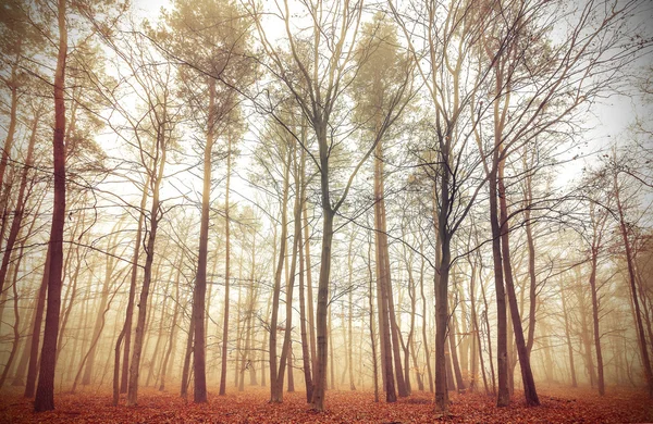 Retro gefilterde afbeelding van een mistige bos. — Stockfoto