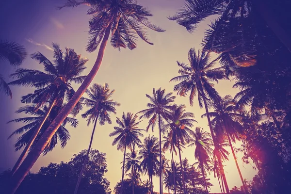 Vintage toned picture of palms silhouettes against sunrise. — Stock Photo, Image