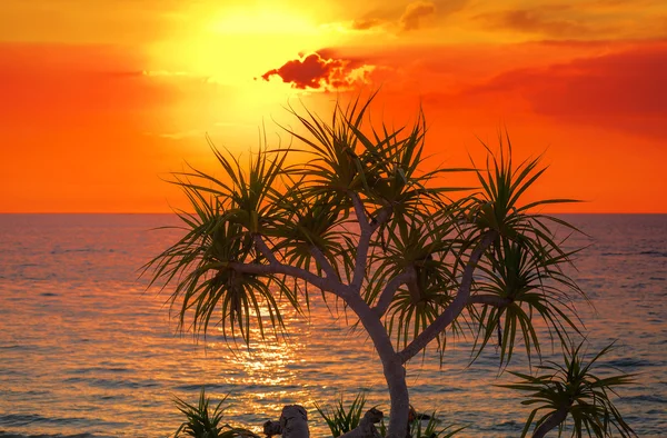 Sonnenuntergang am Strand mit Baumsilhouette. — Stockfoto