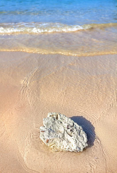Bílý korál na pláži, vertikální pozadí přírody. — Stock fotografie