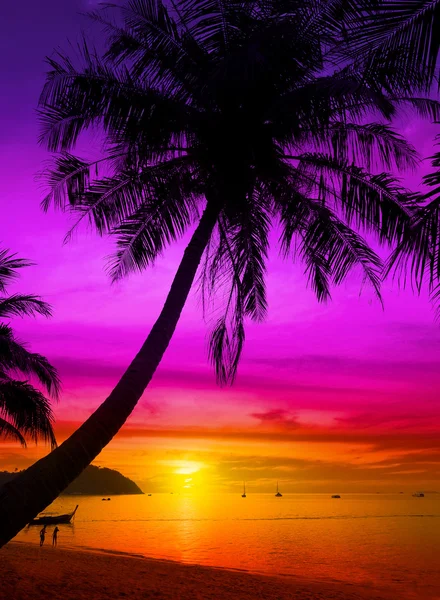日没で熱帯のビーチでヤシの木のシルエット. — ストック写真