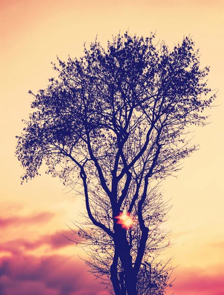 一棵树在日落的老式过滤的剪影. — 图库照片