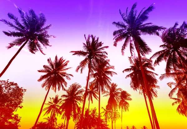 Siluetas de palmeras en la playa tropical al atardecer . — Foto de Stock