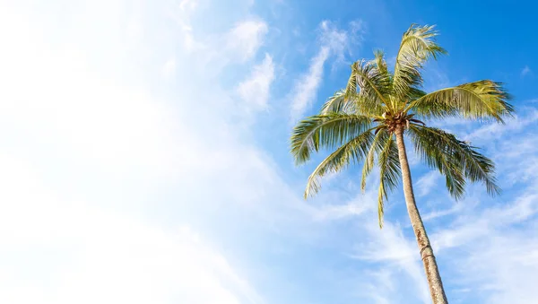 Palmeira contra céu azul, copie espaço para texto . — Fotografia de Stock