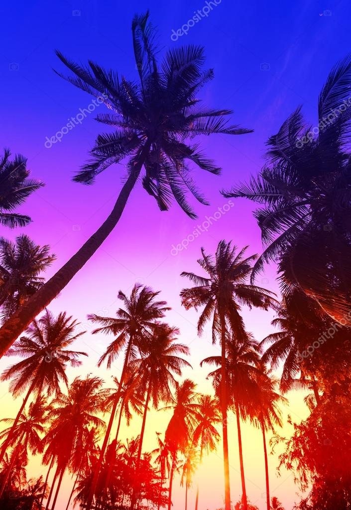 Palm Trees Silhouettes On Tropical Beach At Sunset Stock