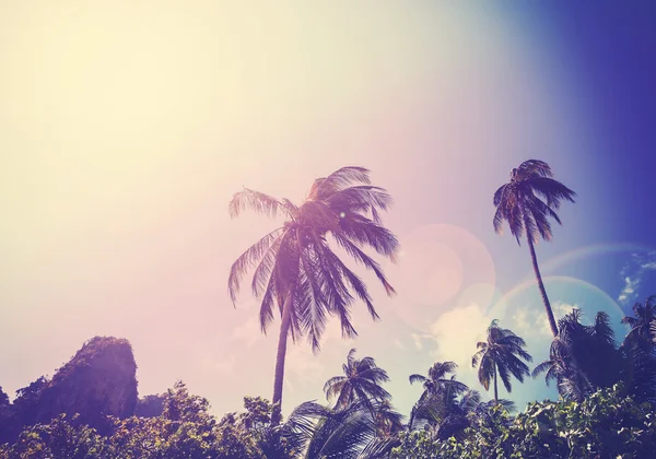 Imagen filtrada vintage de palmeras descoloridas con efecto de bengala . —  Fotos de Stock