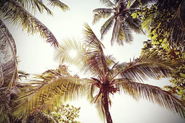 Ретро тонизированные и выцветшие пальмы . — стоковое фото