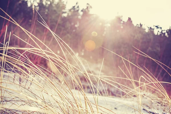 Fondo de naturaleza descolorida vintage con efecto de llamarada . —  Fotos de Stock