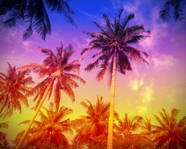 Holiday background made of palm trees silhouettes at sunset. — Stock Photo, Image