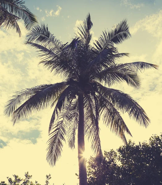 Vintage retro filtered picture of palm tree at sunset. — Stock Photo, Image