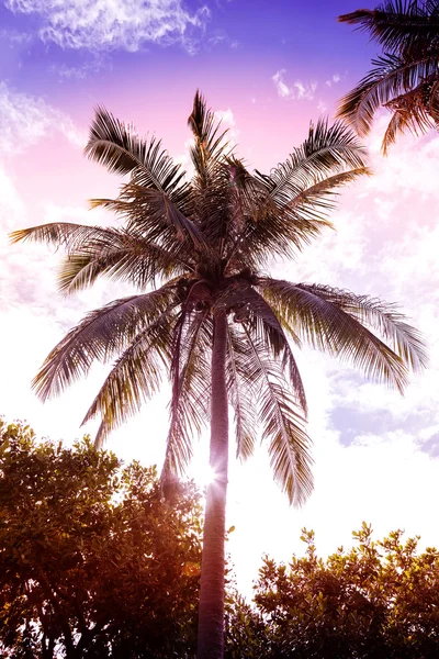 Vintage Retro gefiltertes Bild der Palme bei Sonnenuntergang. — Stockfoto