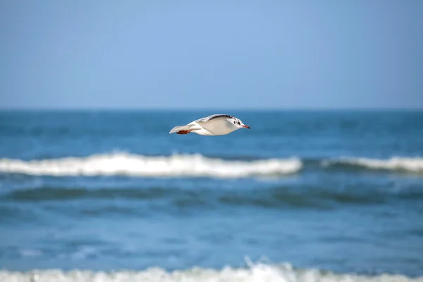 Seagul flying over sea, vignetting effect. — Stock Photo, Image