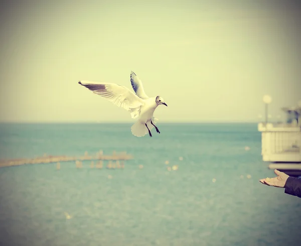 Feeding seagull, retro old style toned picture. — Stock Photo, Image