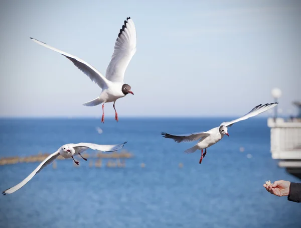 Besleme Birds, ekmek parçası ile el. — Stok fotoğraf