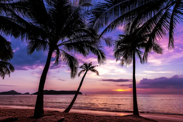 Holiday bakgrund gjord av palm träd silhuetter i solnedgången. — Stockfoto