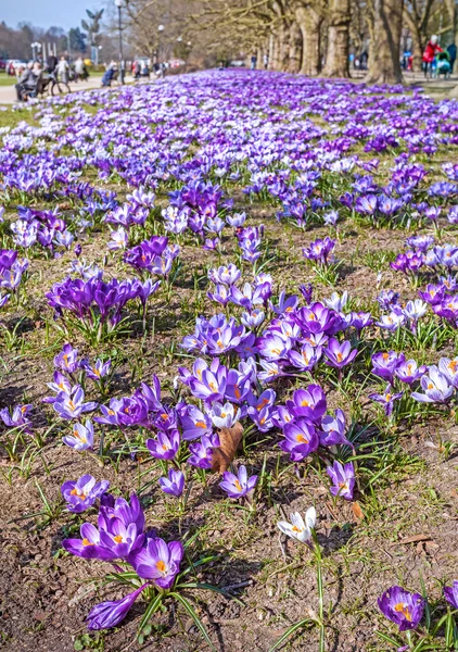 Frühling in einem Park, Krokusblütenfeld. — Stockfoto