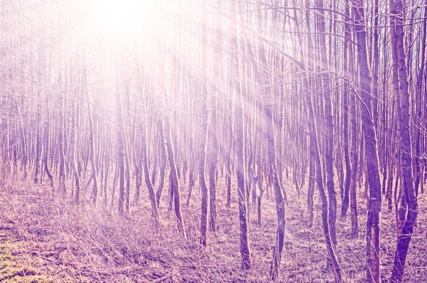 Vintage foto filtrada de árboles con rayos de sol . —  Fotos de Stock