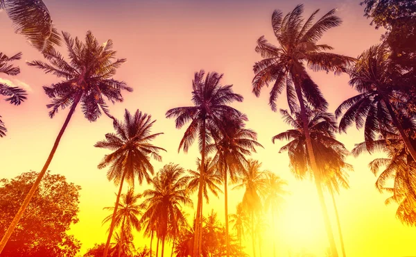 Goldener Sonnenuntergang, Naturhintergrund mit Palmen. — Stockfoto