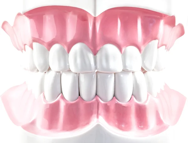 Teeth dental model. — Stock Photo, Image