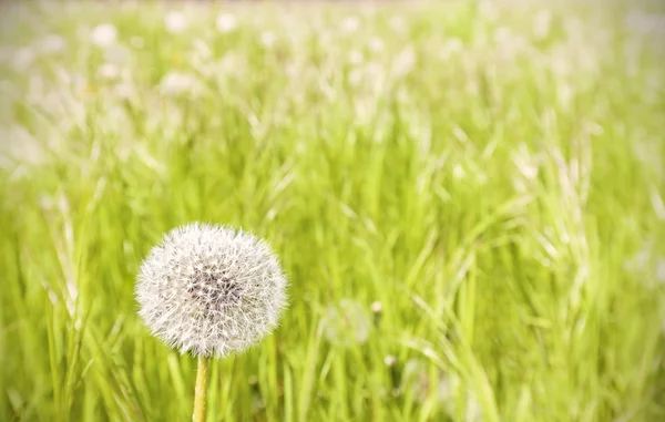 Dandelion on a meadow. — Stock Photo, Image