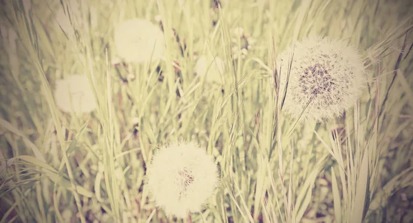 Dandelion on a meadow. — Stock Photo, Image