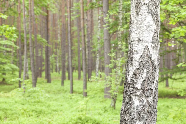 Björk i en skog. — Stockfoto