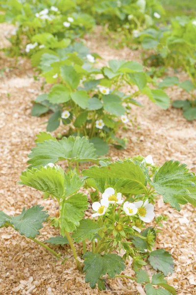 Kultivasi strawberry pada serbuk gergaji . — Stok Foto