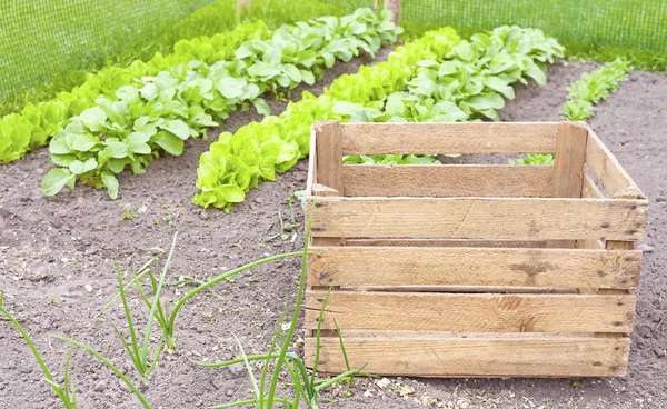 Caja de madera vacía en el jardín del hogar . — Foto de Stock