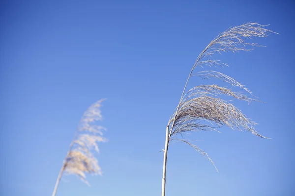 Suchého rákosu nad modrá obloha. — Stock fotografie