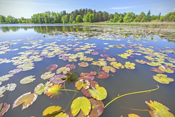 Water lilies, wide angle lake view. — Stock Photo, Image