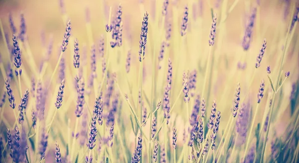 Vintage fiore di lavanda tonica, profondità di campo poco profonda . — Foto Stock