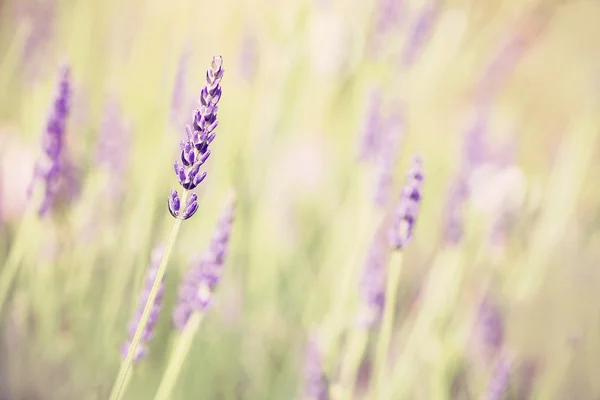 Retro toned lavender flower, shallow depth of field. — Φωτογραφία Αρχείου