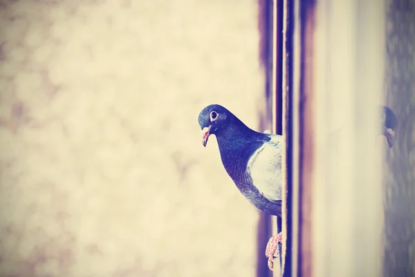 Retro instagram stylized photo of a pigeon on the window. — ストック写真