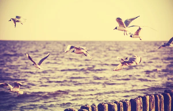 Vintage retro stylized photo of birds on the sea. — ストック写真