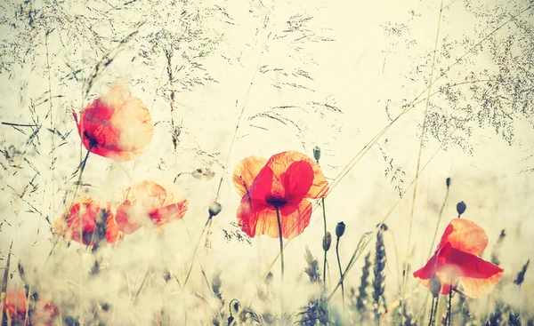 Vintage foto filtrada del prado de verano, fondo de la naturaleza . —  Fotos de Stock