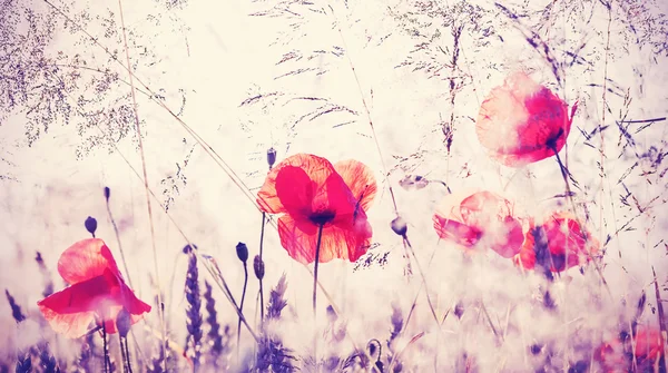 Vintage filtered photo of summer meadow, nature background. — Stockfoto