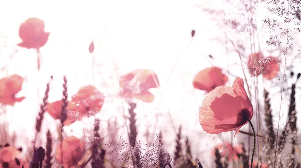 Imagen filtrada retro del prado de verano con flores de amapola . —  Fotos de Stock