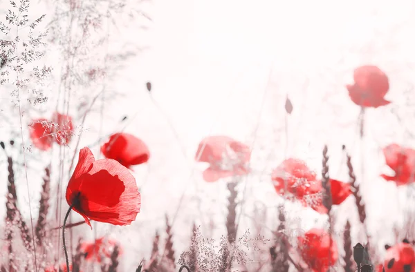 Fundo de flor filtrada retro, profundidade rasa de campo . — Fotografia de Stock