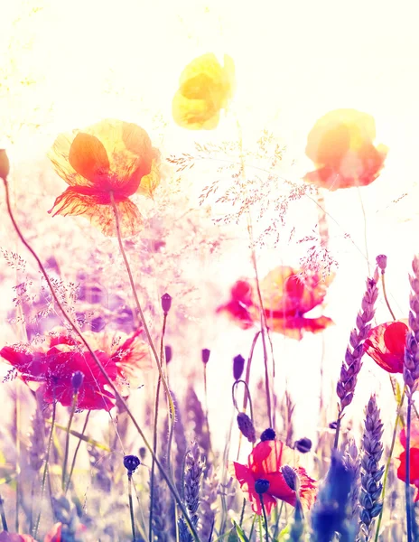 Abstract blurred nature background, summer meadow at sunrise. — Zdjęcie stockowe