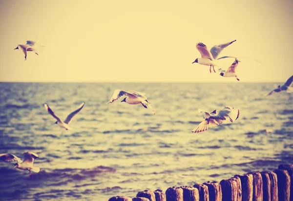 Vintage retro filtered birds on the sea, nature background. — Stock Photo, Image