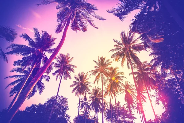 Siluetas de palmera tonificada vintage al atardecer . —  Fotos de Stock