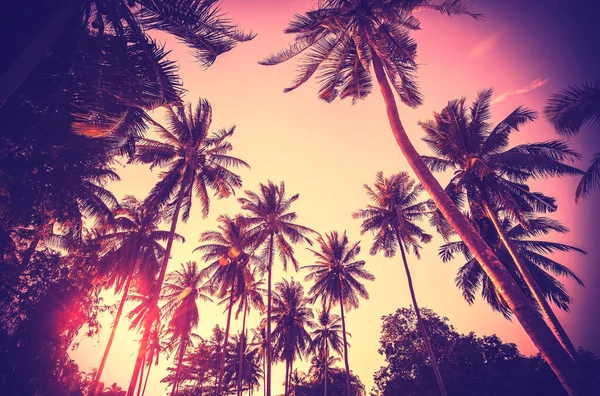 Vintage afgezwakt palm tree silhouetten bij zonsondergang. — Stockfoto