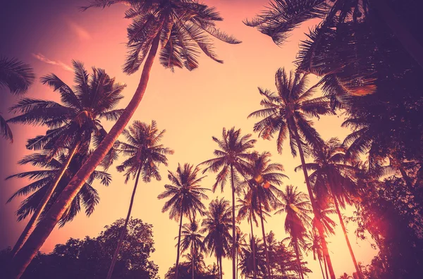 Vintage getönte Palmensilhouetten bei Sonnenuntergang. — Stockfoto