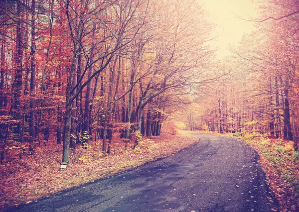 ビンテージ トーンの秋の森の道の画像. — ストック写真