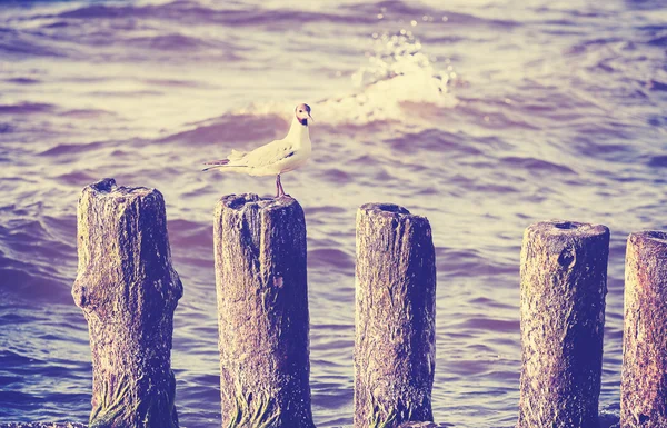 Retro vintage foto van zeemeeuw op houten palen. — Stockfoto